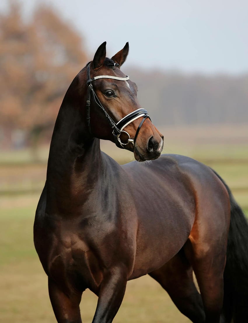 Handsome dark bay warmblood horse. Soft, alert expression., dutch warmblood HD phone wallpaper