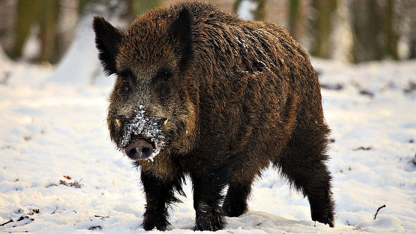 Boar, wild pigs HD wallpaper
