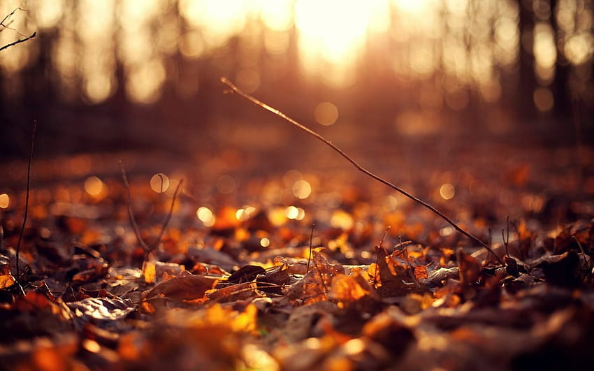 Осенняя эстетика, aesthetic autumn pc HD wallpaper
