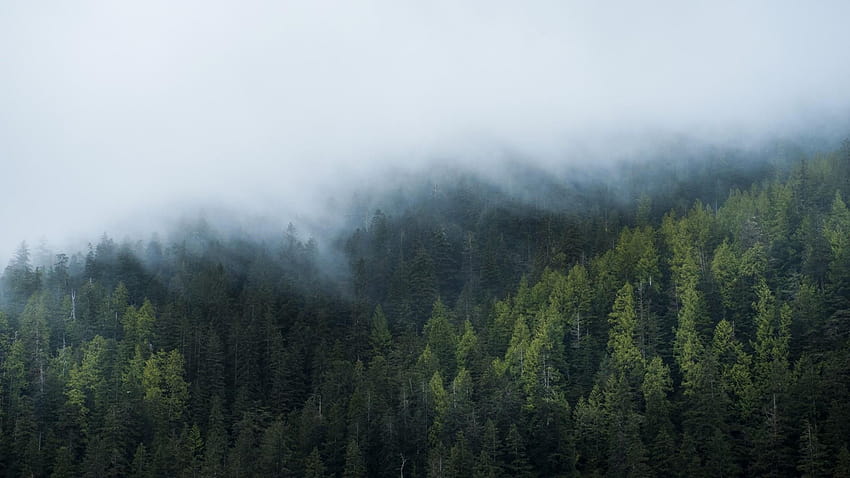 23 霧の森、北方林 高画質の壁紙