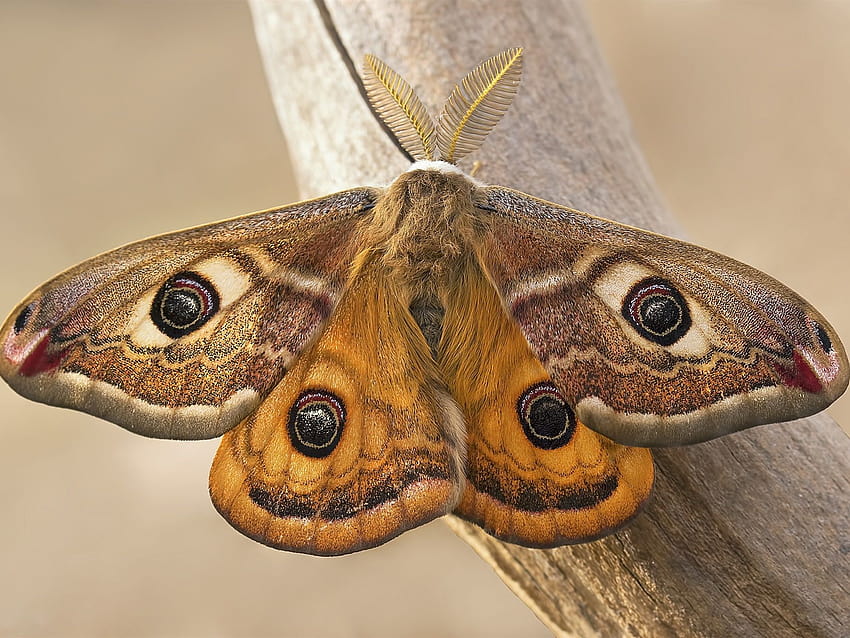 Kaisermotte, Schmetterling, Flügel, Insekt 1920x1440, niedliche Motte HD-Hintergrundbild