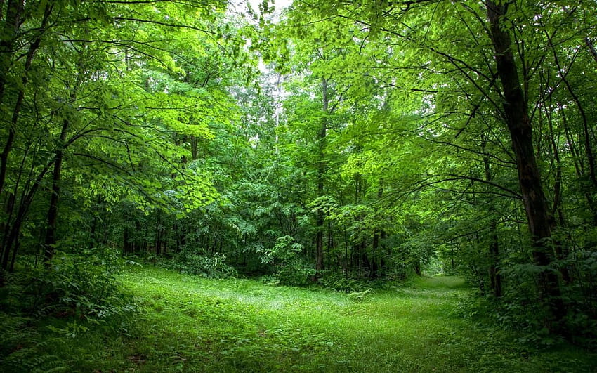 e Lush Path Forest Green Sunny papel de parede HD