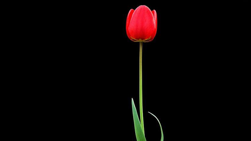 Black Backgrounds and One Tulip, red tulips HD wallpaper