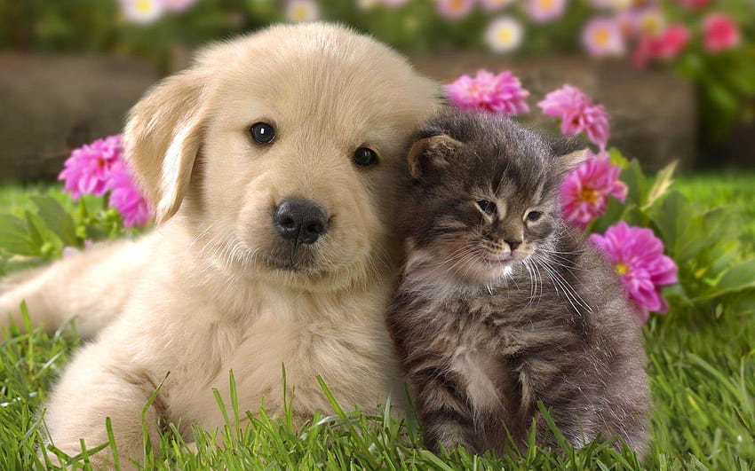 Netter Hund und Katze, Kätzchen und Welpen HD-Hintergrundbild