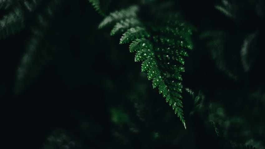 3840x2160 fern, leaf, green, carved, dark, green fern leaf HD wallpaper