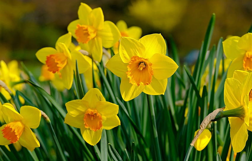 flowers, spring, yellow, daffodils, yellow daffodils flowers spring HD wallpaper