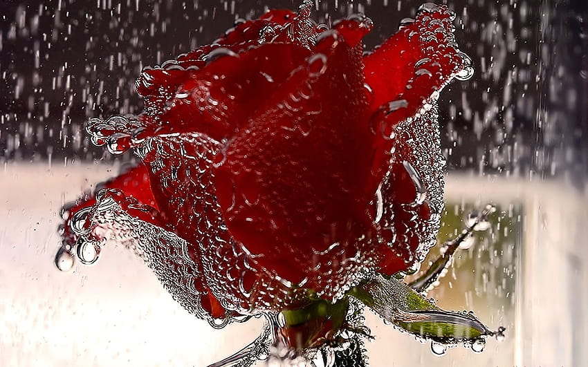 50 Beautiful Red Rose To, czerwony dp Tapeta HD