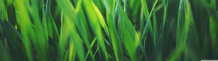 Spring Grass Ultra Backgrounds for U TV : & UltraWide & Laptop : Multi Display, Dual Monitor : Tablet : Smartphone, spring 5120x1440 HD wallpaper