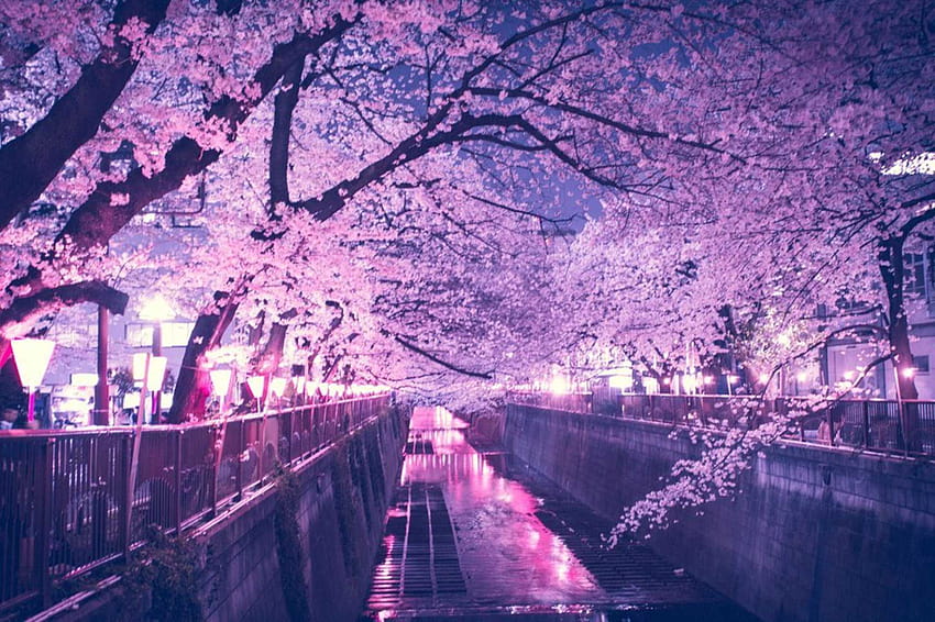 Geceleri Kiraz Çiçeği Ağacı, sakura gecesi HD duvar kağıdı