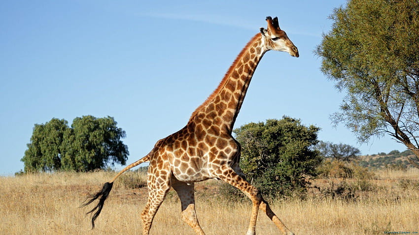 Of A Huge Walking Giraffe Giraffes Wallpapper HD wallpaper