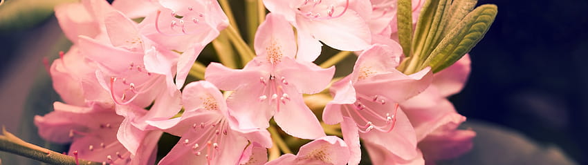 Beautiful Pink Rhododendron Flowers Backgrounds HD wallpaper