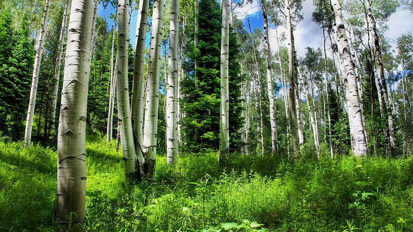 Aspen Tree, aspens HD wallpaper | Pxfuel