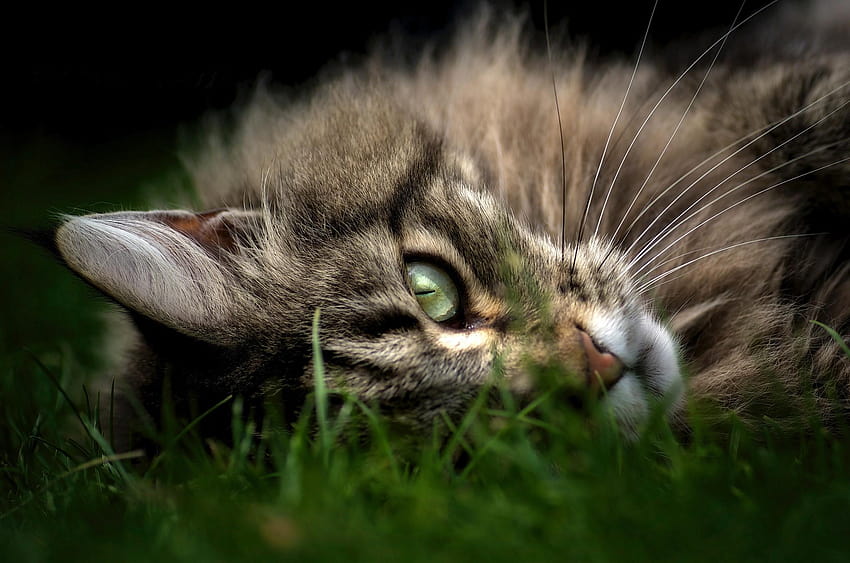hewan kucing closeup maine coon rumput dan latar belakang Wallpaper HD