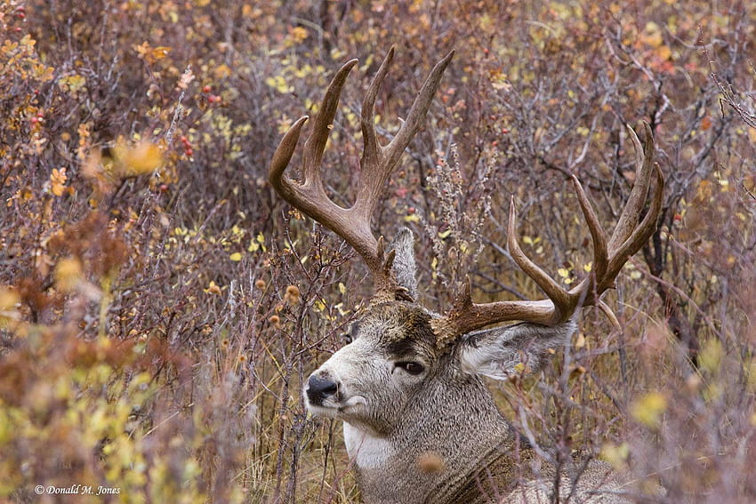 Mule Deer Buck Mobile Animal HD wallpaper