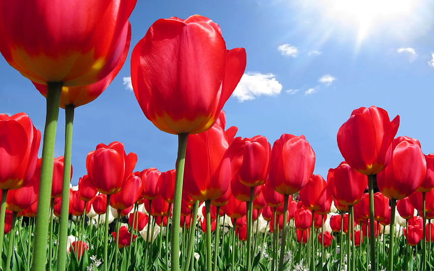 ดอกทิวลิปสีแดง ดอกไม้ป่า ฤดูใบไม้ผลิ ทุ่งดอกไม้ ทิวลิป ดอกไม้บนพื้นหลังท้องฟ้า ด้วยความละเอียด 1920x1200 ทุ่งดอกไม้ฤดูใบไม้ผลิคุณสูง วอลล์เปเปอร์ HD