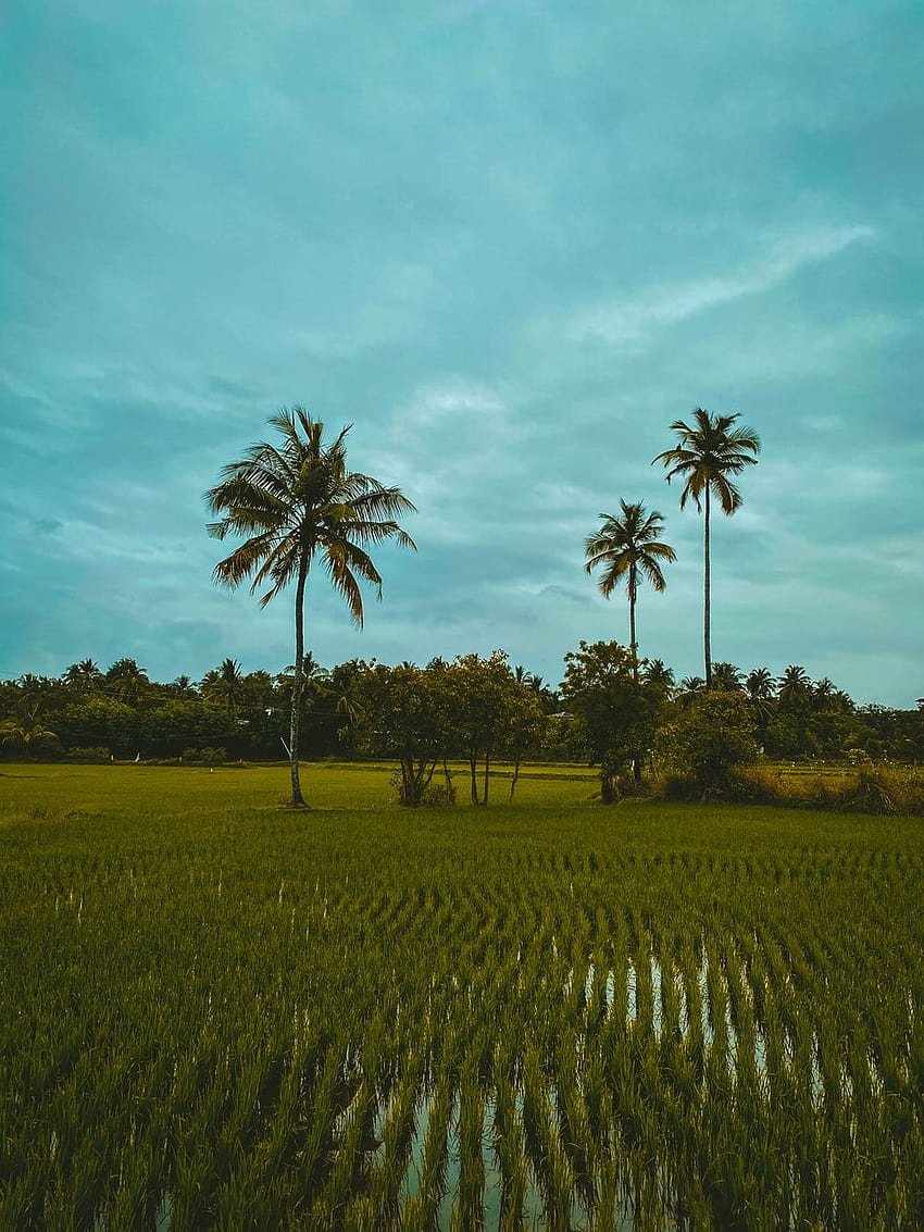 árbol de coco en campo de arroz – Campo, palakkad fondo de pantalla del teléfono