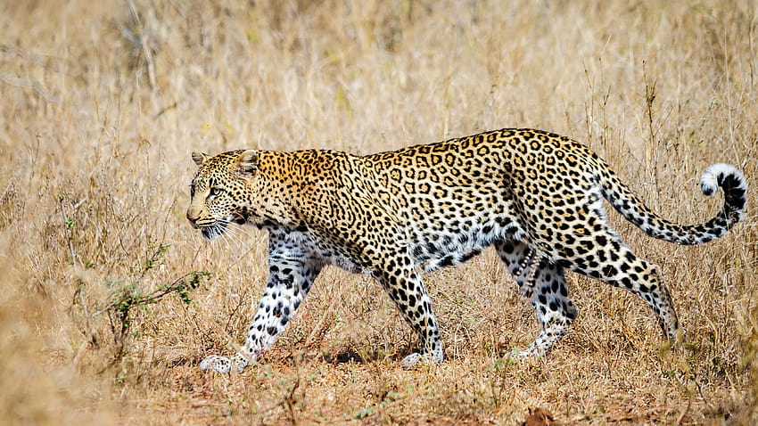 Der wissenschaftliche Name des Leoparden Panthera Pardus Graceful Animal, Leopard Animal Ultra HD-Hintergrundbild