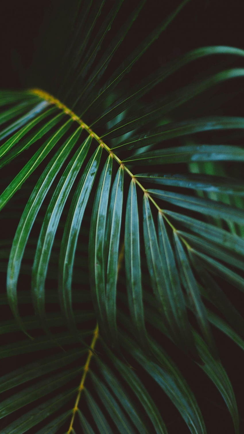 Gałąź liściasta palmy Tapeta na telefon HD
