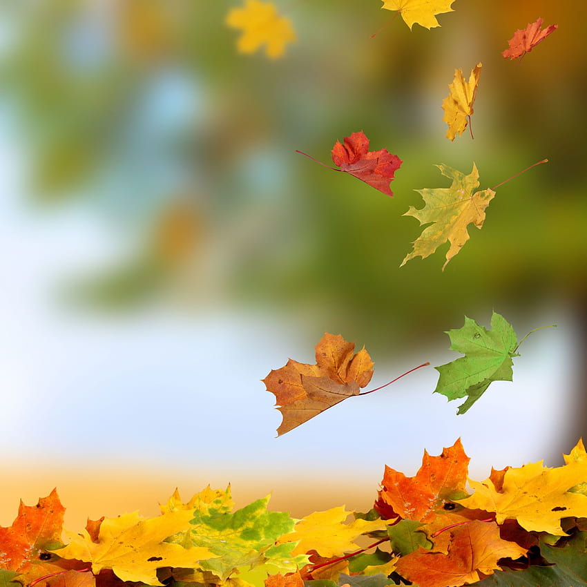 Fall Maple Leaves, daun musim gugur yang hijau wallpaper ponsel HD