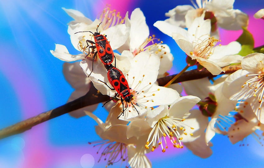 macro, flowers, insects, background, blue, branch, spring, bugs, red, white, a couple, flowering, two, soldiers, pairing, two beetle , section макро, spring insects HD wallpaper