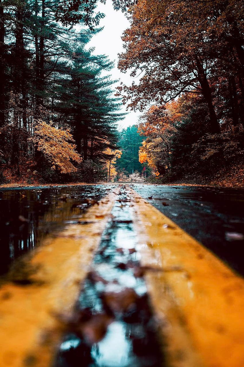 Nature graphy, Autumn graphy, Nature HD phone wallpaper | Pxfuel