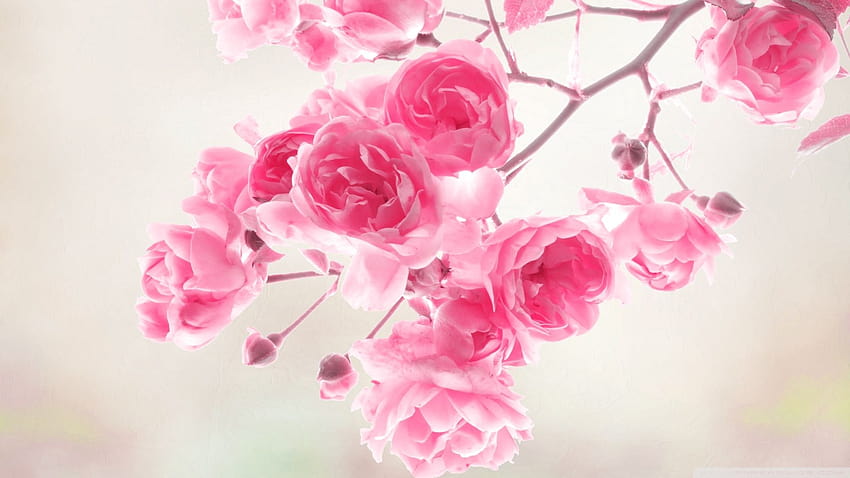 WIndows Backgrounds: Backgrounds Rose, rose pc HD wallpaper
