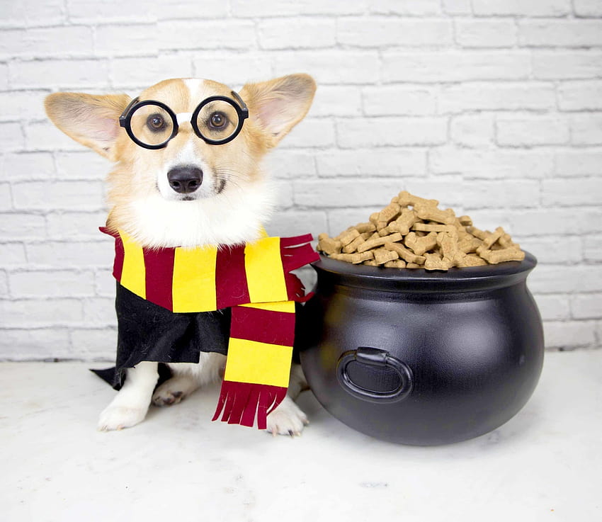DIY Harry Potter Dog Birtay Party Fond d'écran HD