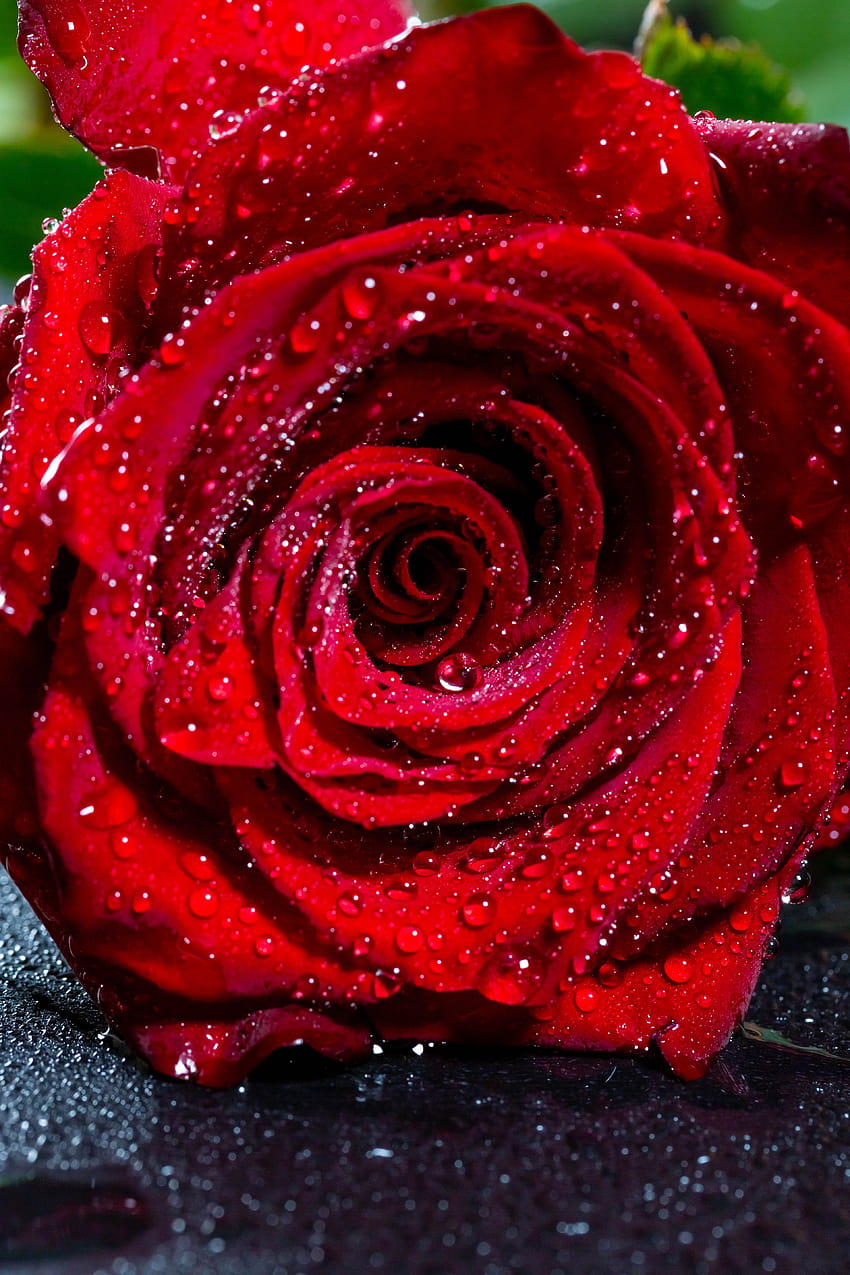 3840x5760 rose, bud, drops, red, flower, wet, wet roses HD phone ...