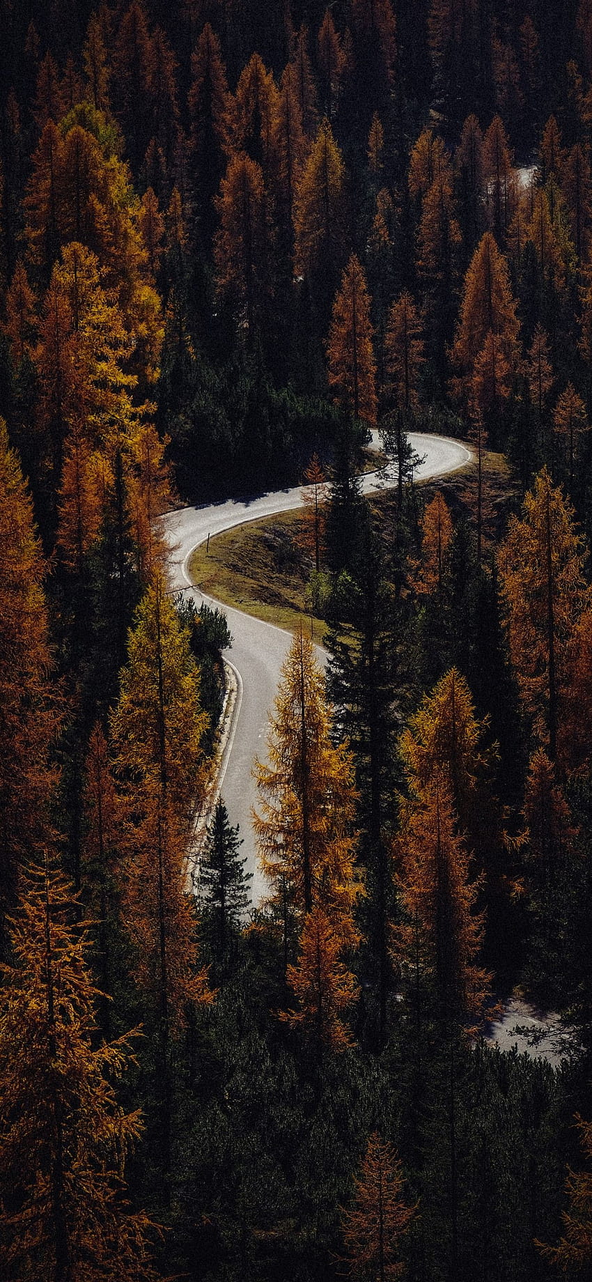 Bend road, conifers, otoño 1242x2688 iPhone 11 Pro/XS Max , , otoño iphone 11 pro max fondo de pantalla del teléfono