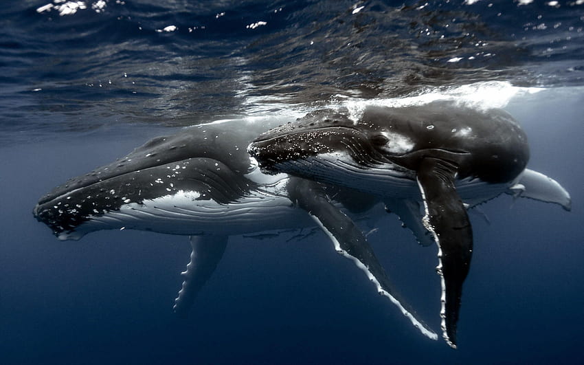 วาฬสีน้ำเงิน วาฬหลังค่อม วอลล์เปเปอร์ HD