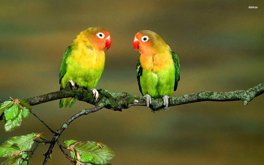 Lovebirds, love birds HD wallpaper