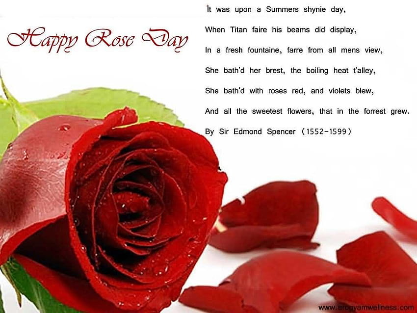 Happy Rose Day Messages,Quotes,SMS,Whatsapp Status,Video for Lover HD  wallpaper | Pxfuel