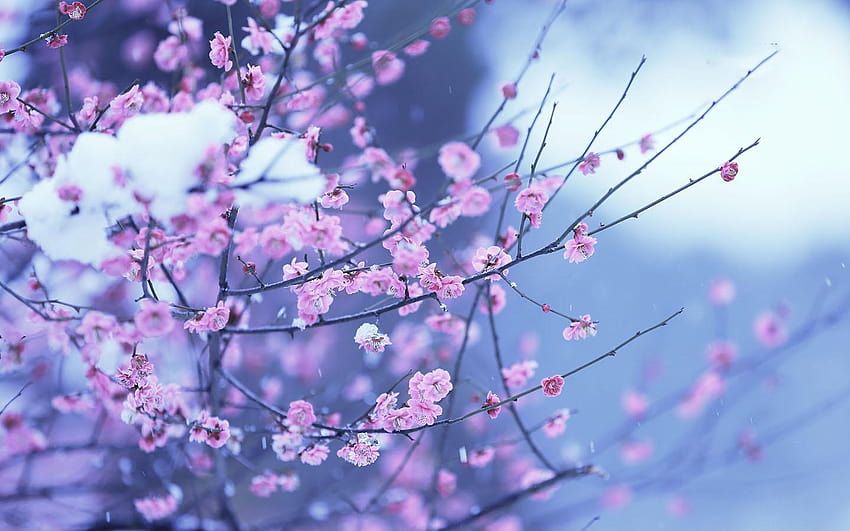Hermosas flores de primavera 12 1440 X 900 Nooz, flores de principios de primavera fondo de pantalla