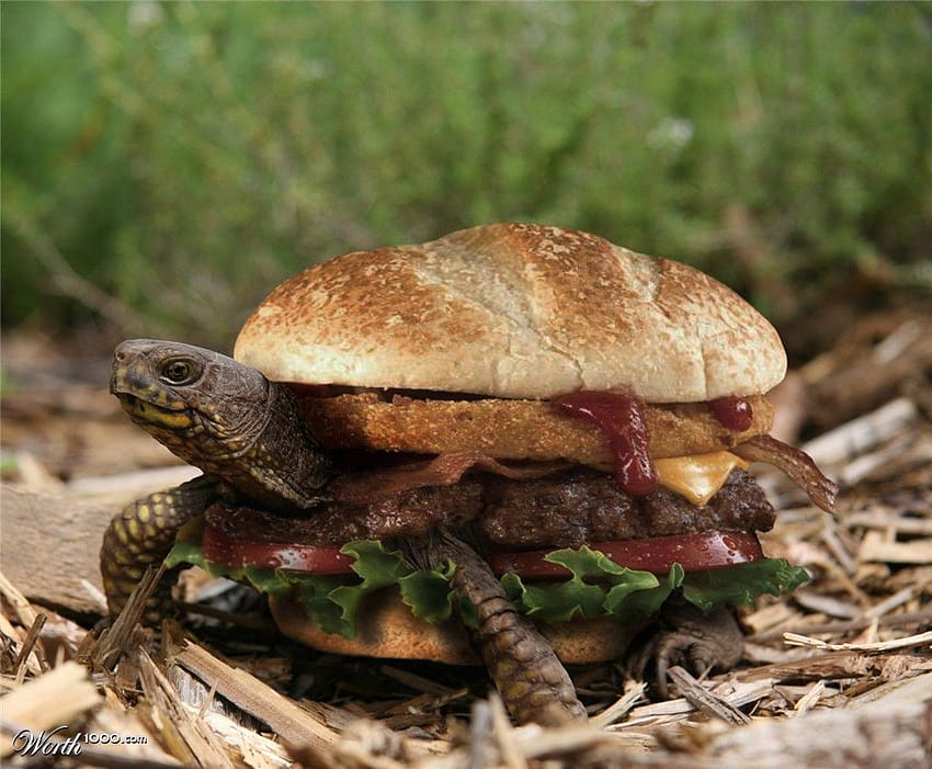 2 Turtle Burger, lustige Schildkröte HD-Hintergrundbild