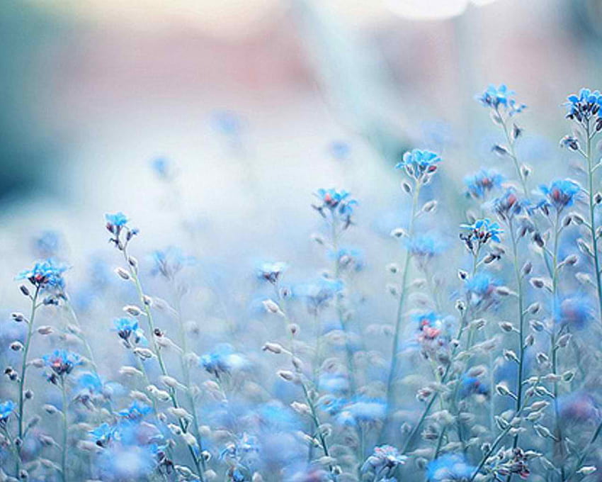 Flores de color azul pastel, flores de color azul claro fondo de pantalla |  Pxfuel