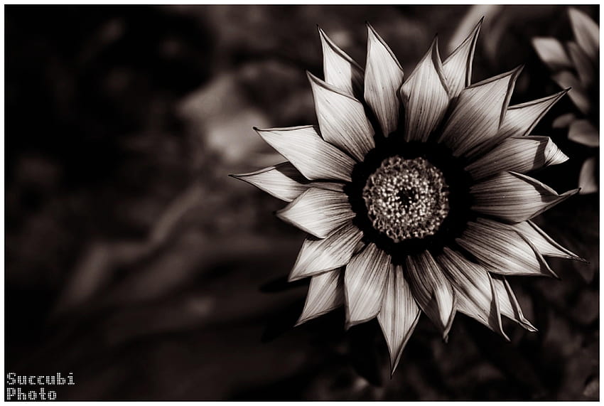 Dark Flower from Dark HD wallpaper | Pxfuel