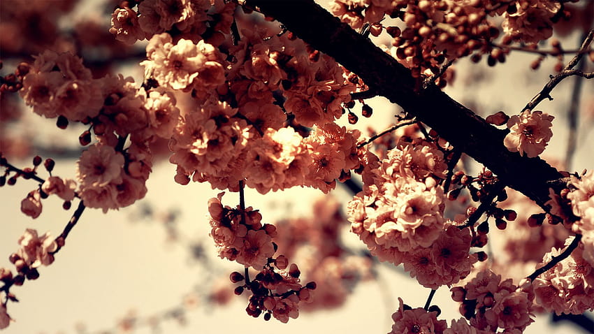 Cudowna przyroda Wiosna 1920×1080, czerwona wiosna Tapeta HD