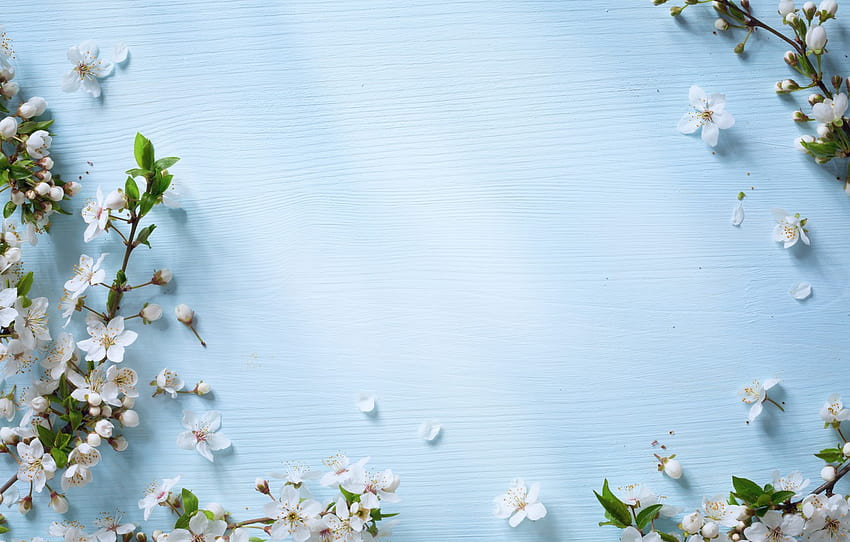 flores, primavera, maçã, madeira, azul, flor, flores, primavera, seção цветы, primavera calma papel de parede HD
