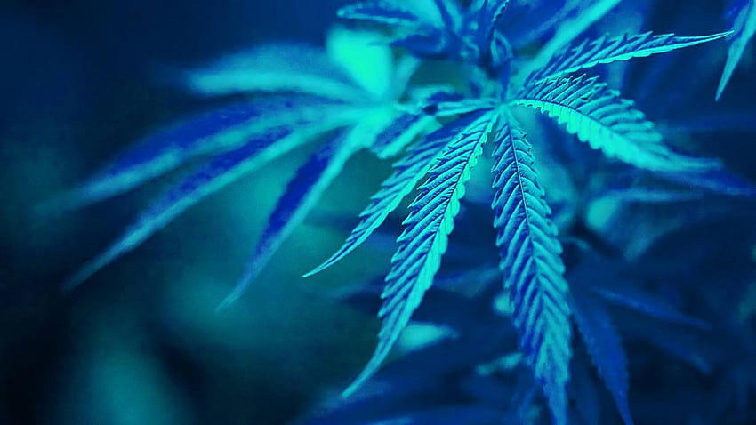 Grupa marihuany, liść chwastu niebieski Tapeta HD
