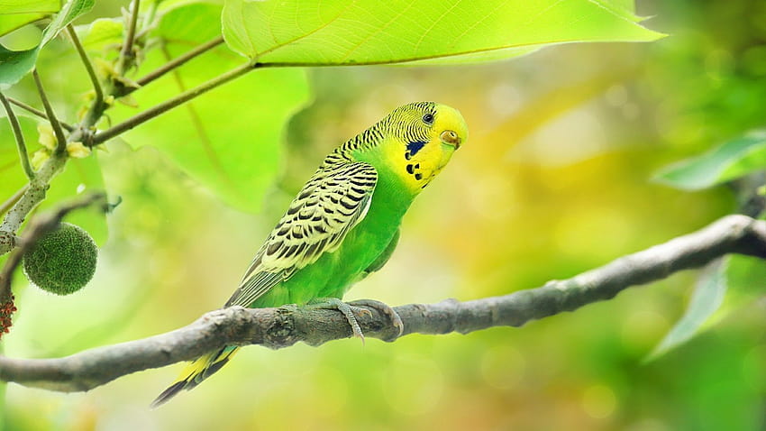 parakeets HD wallpaper