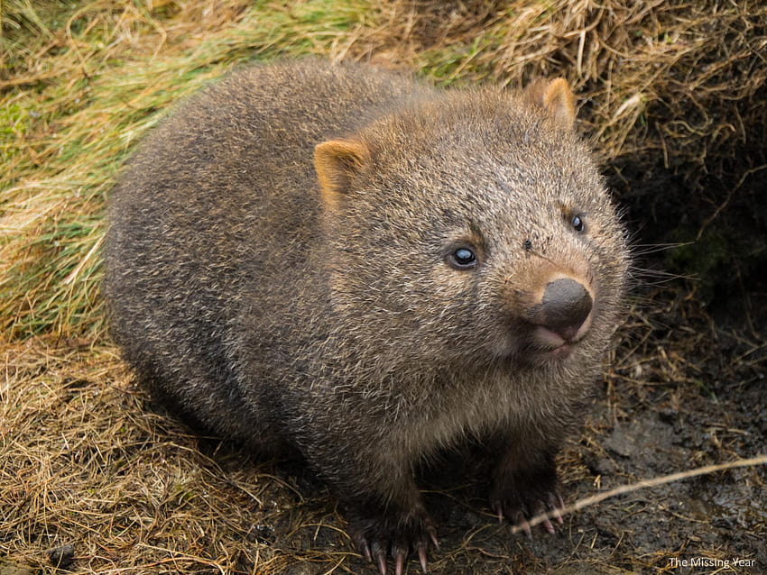 wombat Sfondo HD