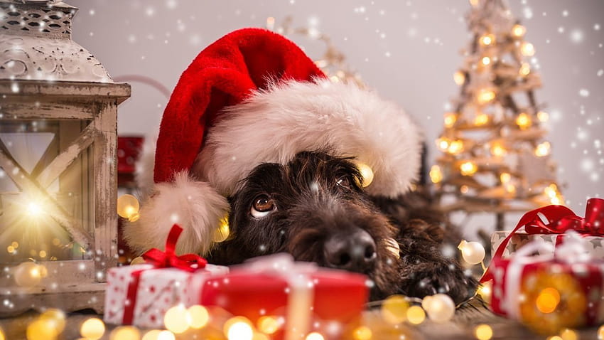 이번 크리스마스와 새해 전야를 장식해야 할 15가지 휴일, 크리스마스 애완동물 HD 월페이퍼