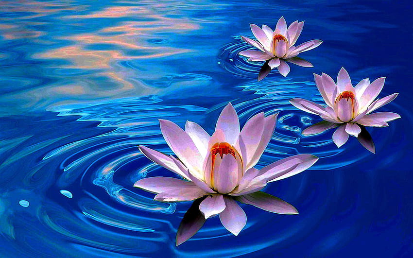 Lotusblumen HD-Hintergrundbild