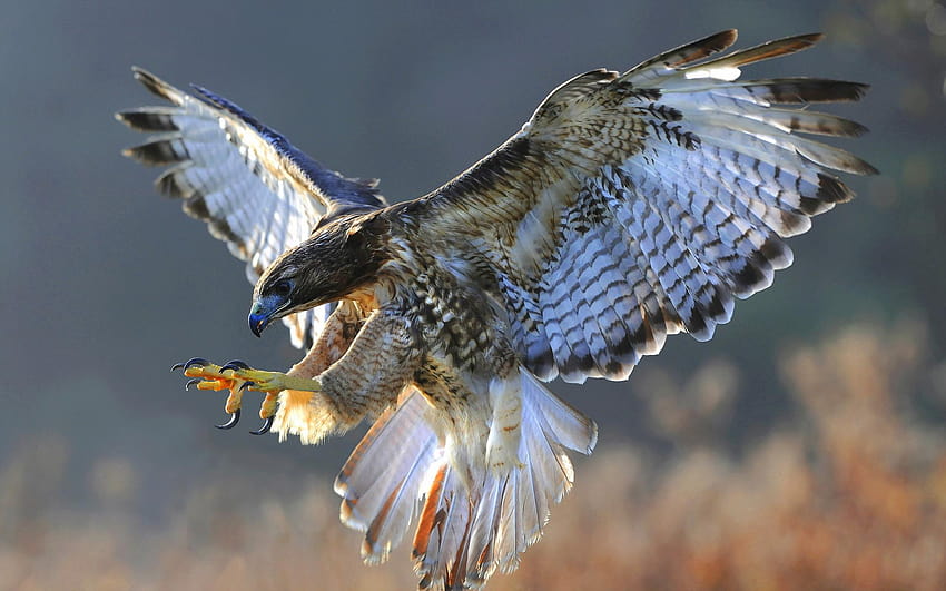 Bird hawk nature flight, hawk bird HD wallpaper