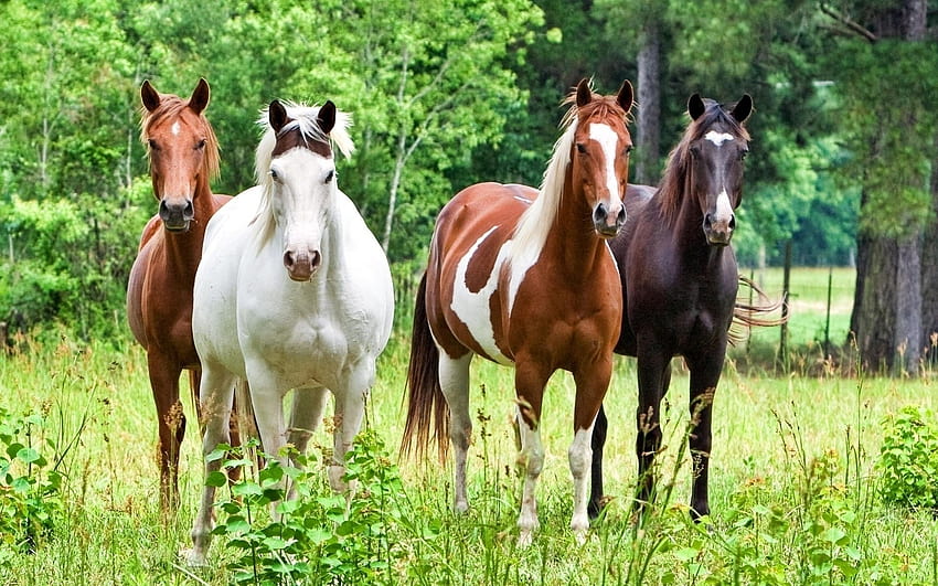 Horse Herd 53716 1920x1200px, horse herds HD wallpaper