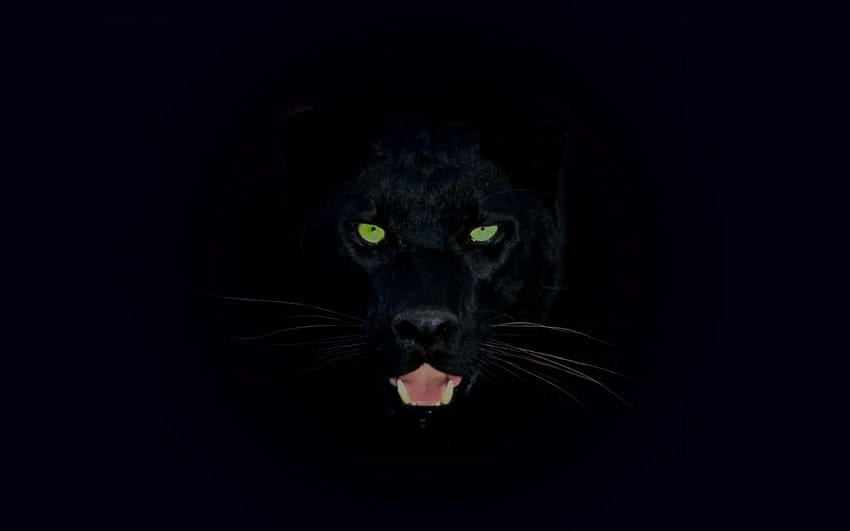 Jaguar negro 3d fondo de pantalla