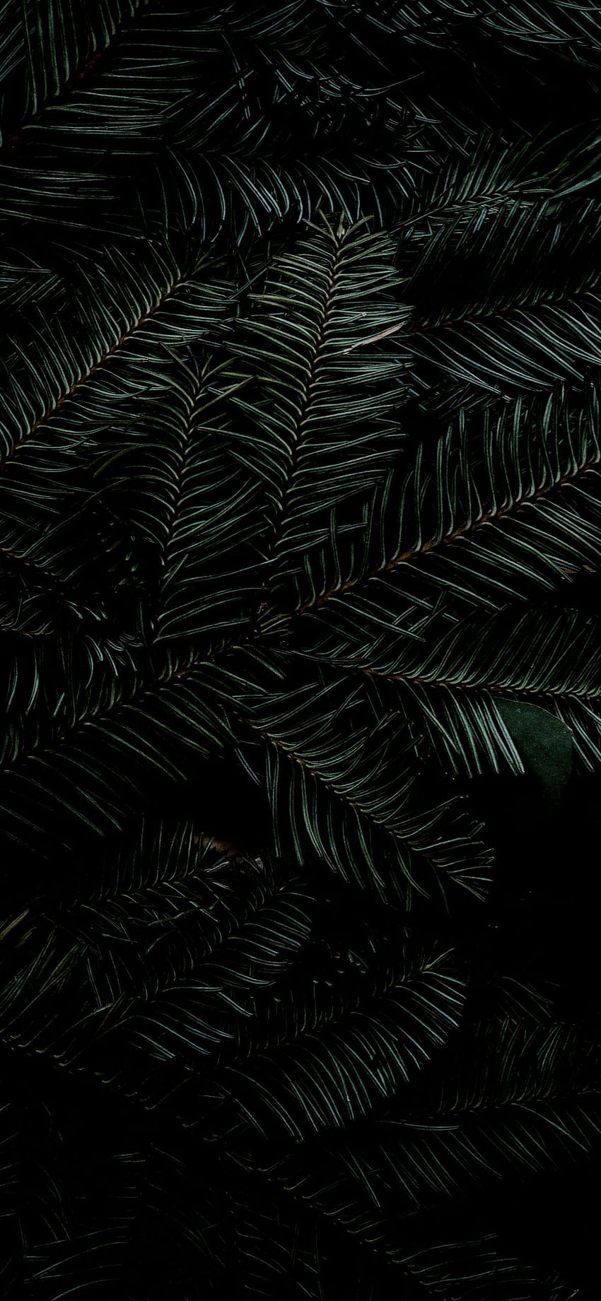 Dark Green Pine Leaves in 2020, amoled christmas iphone HD phone wallpaper