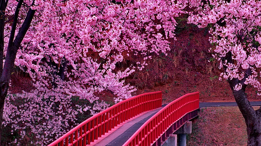 Cherry Blossom Tree 2560x1920 56566, japanese cherry tree HD wallpaper