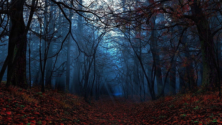 Есенни листа на земята в гората Тъмна естетика, синя горска естетика HD тапет