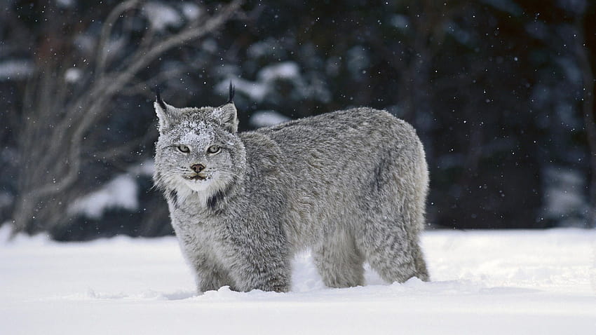 Canadian Lynx Winter Coat HD wallpaper